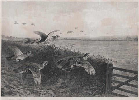 archibald thorburn going downwind partridge driving A4 Photo Print