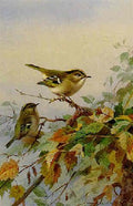 archibald thorburn goldcrests A4 Photo Print