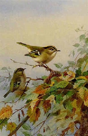 archibald thorburn goldcrests A4 Photo Print