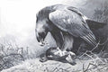 archibald thorburn golden eagle and grouse A4 Photo Print
