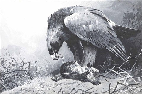 archibald thorburn golden eagle and grouse A4 Photo Print