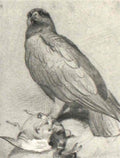 archibald thorburn golden eagle and mallard and other bird studies A4 Photo Print