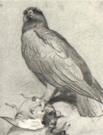 archibald thorburn golden eagle and mallard and other bird studies A4 Photo Print