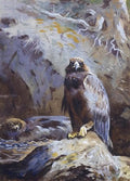 archibald thorburn golden eagle eyrie A4 Photo Print