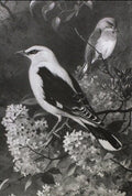 archibald thorburn golden oriel and robin perched in lilac A4 Photo Print