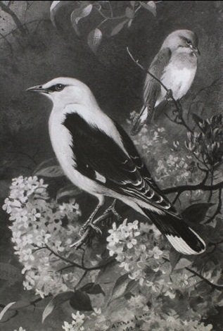 archibald thorburn golden oriel and robin perched in lilac A4 Photo Print