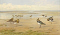 archibald thorburn golden plover and lapwing in a coastal landscape at low tide A4 Photo Print