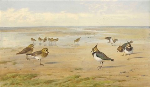 archibald thorburn golden plover and lapwing in a coastal landscape at low tide A4 Photo Print