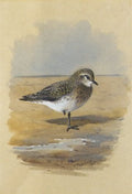 archibald thorburn golden plover A4 Photo Print