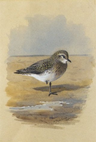 archibald thorburn golden plover A4 Photo Print