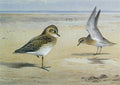 archibald thorburn golden plovers on the shore A4 Photo Print