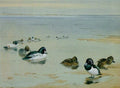 archibald thorburn goldeneye and tufted duck A4 Photo Print