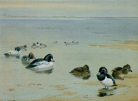 archibald thorburn goldeneye and tufted duck A4 Photo Print