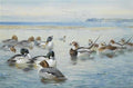 archibald thorburn goldeneyes and longtails A4 Photo Print