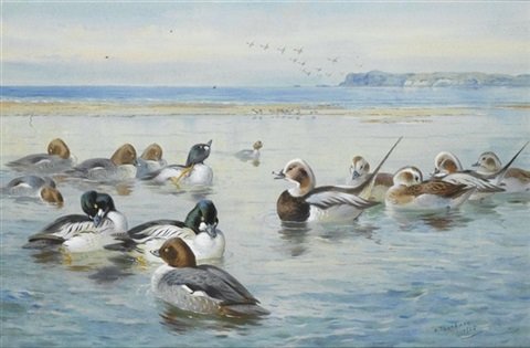 archibald thorburn goldeneyes and longtails A4 Photo Print