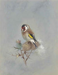 archibald thorburn goldfinch on a thistle A4 Photo Print