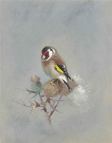 archibald thorburn goldfinch on a thistle A4 Photo Print