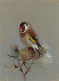 archibald thorburn goldfinch on thistle A4 Photo Print