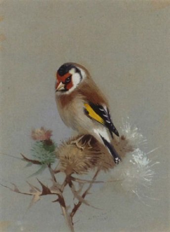 archibald thorburn goldfinch on thistle A4 Photo Print