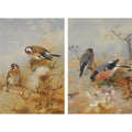 archibald thorburn goldfinches   bullfinches 2 works A4 Photo Print