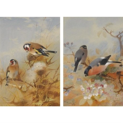 archibald thorburn goldfinches   bullfinches 2 works A4 Photo Print