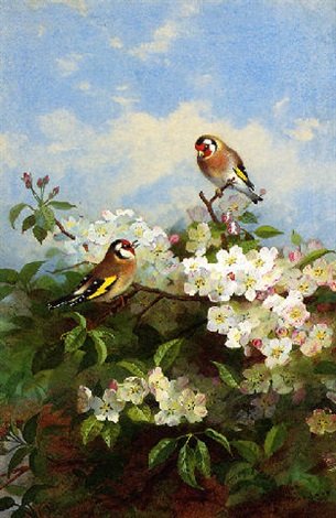archibald thorburn goldfinches among apple blossom A4 Photo Print