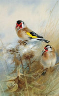 archibald thorburn goldfinches among thistles A4 Photo Print