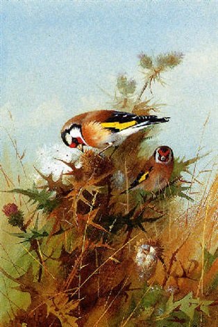 archibald thorburn goldfinches on thistledown A4 Photo Print
