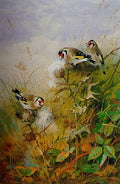 archibald thorburn goldfinches on thistles A4 Photo Print