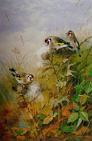 archibald thorburn goldfinches on thistles A4 Photo Print