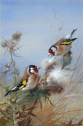 archibald thorburn goldfinches pair A4 Photo Print