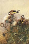 archibald thorburn goldfinches A4 Photo Print