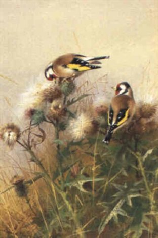 archibald thorburn goldfinches A4 Photo Print