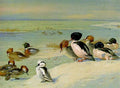 archibald thorburn goosander merganser and a smew at the waters edge A4 Photo Print