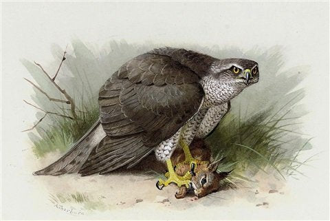 archibald thorburn gos hawk A4 Photo Print