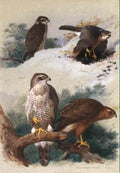archibald thorburn goshawk and sparrow hawk A4 Photo Print
