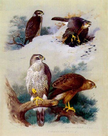 archibald thorburn goshawk and sparrowhawk A4 Photo Print