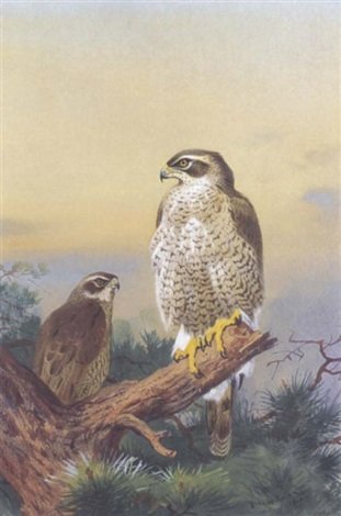 archibald thorburn goshawk A4 Photo Print