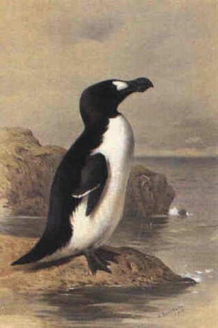 archibald thorburn great auk A4 Photo Print