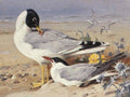 archibald thorburn great black headed gull and caspian tern A4 Photo Print