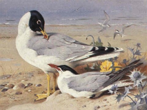 archibald thorburn great black headed gull and caspian tern A4 Photo Print