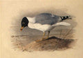 archibald thorburn great black headed gull A4 Photo Print