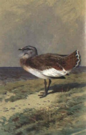 archibald thorburn great bustard A4 Photo Print