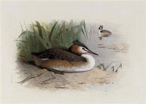 archibald thorburn great crested grebe A4 Photo Print