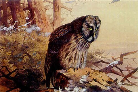archibald thorburn great grey owl A4 Photo Print