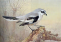 archibald thorburn great grey shrike A4 Photo Print