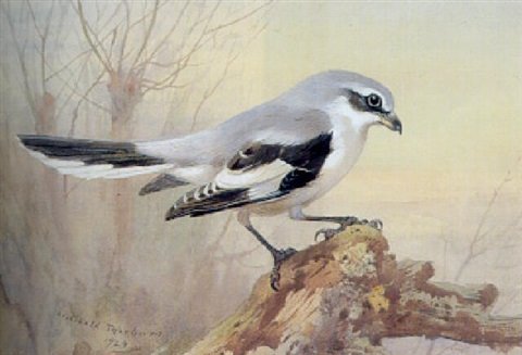 archibald thorburn great grey shrike A4 Photo Print