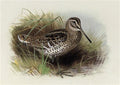 archibald thorburn great or solitary snipe A4 Photo Print