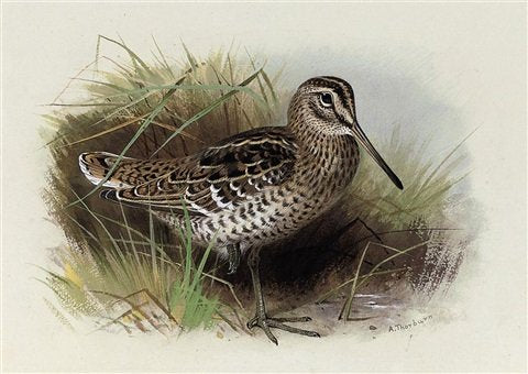 archibald thorburn great or solitary snipe A4 Photo Print
