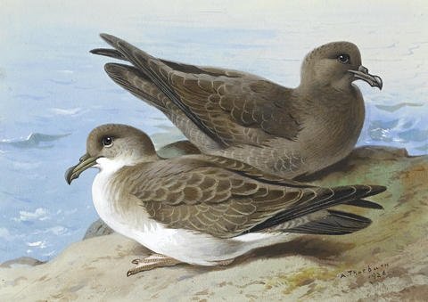 archibald thorburn great shearwater and sooty shearwater A4 Photo Print